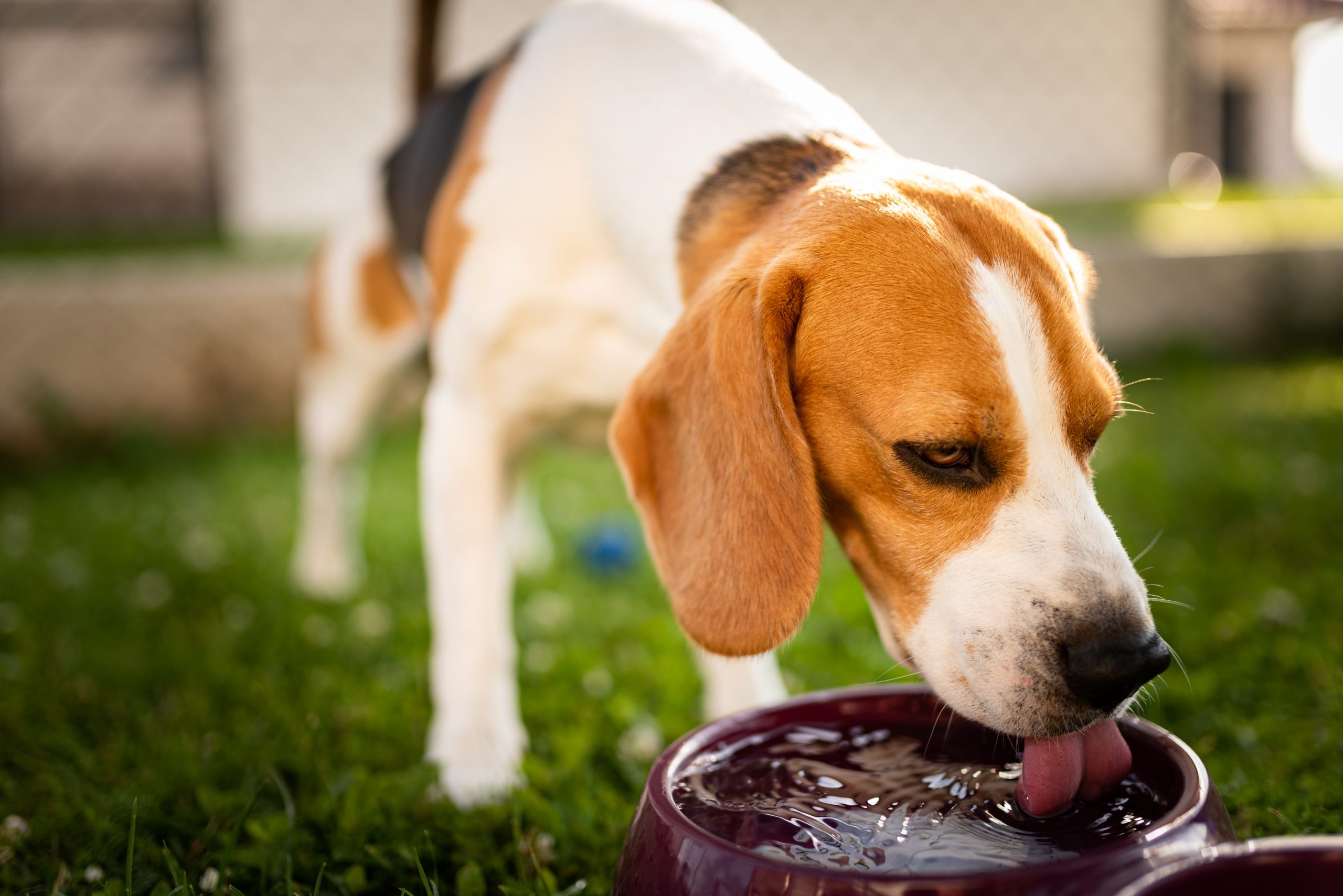 Beagle dog drinking water to cool off in shade on grass.