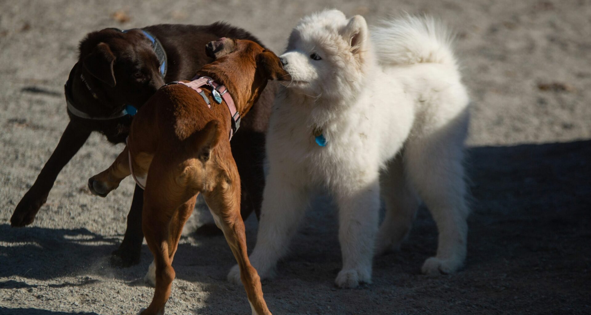 Cases of highly contagious parvovirus put Montreal's dogs and cats at risk