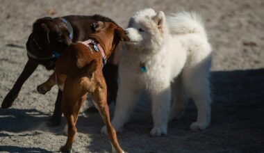 Cases of highly contagious parvovirus put Montreal's dogs and cats at risk