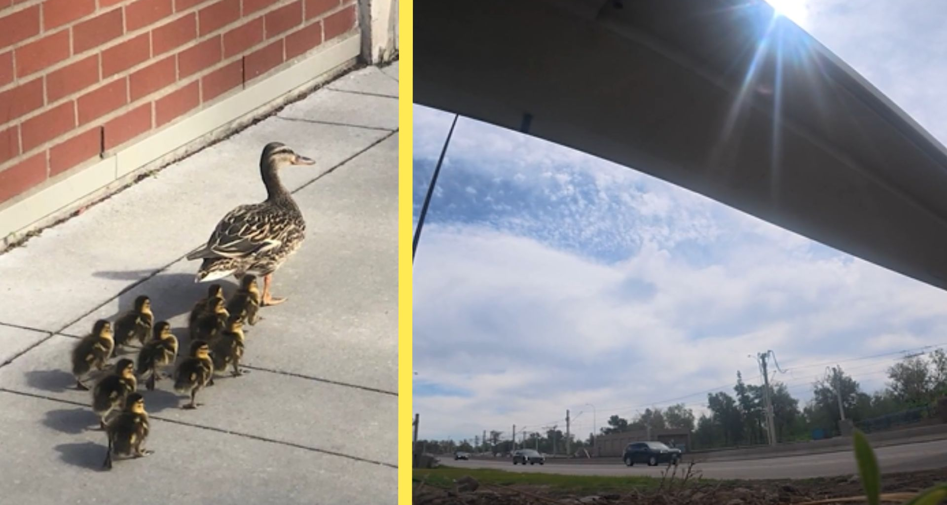 Adorable ducklings go on an adventure across busy city