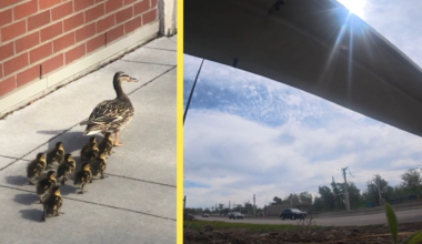 Adorable ducklings go on an adventure across busy city