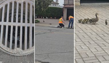 Duck rescue: 14 ducklings pulled from Montreal sewer