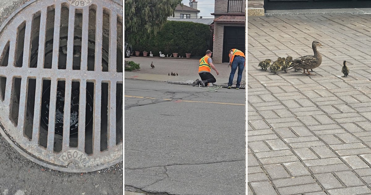 Duck rescue: 14 ducklings pulled from Montreal sewer