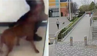 Toronto dog attack: Animal captured by Toronto Animal Services