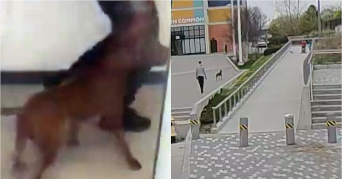 Toronto dog attack: Animal captured by Toronto Animal Services