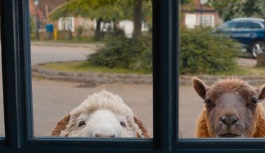 What’s the verdict on The Sheep Detectives? Not baaaad at all