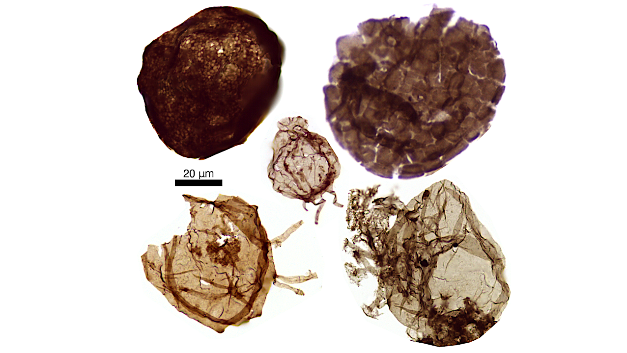 Early Complex Life Lived In Oxygenated Seas, Challenging Long‑held Views Of Evolution