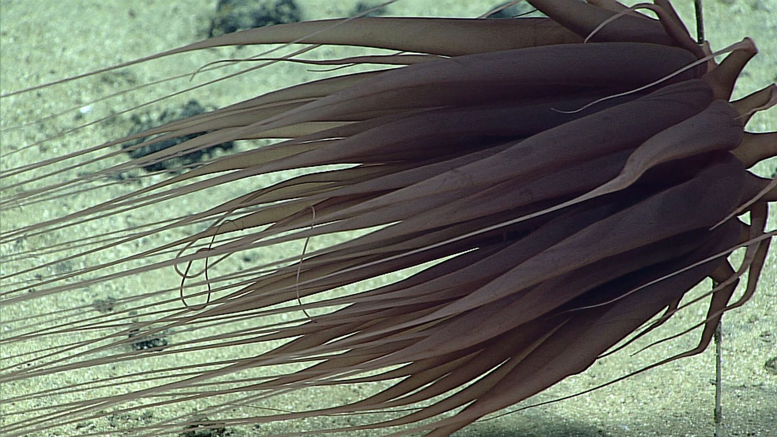 Image may contain Nature Outdoors Sea Water Animal Invertebrate Sea Anemone Sea Life and Reef