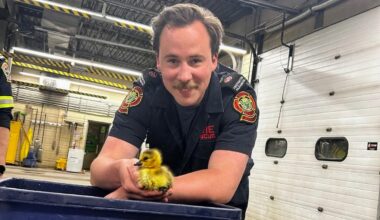 Tiny visitor: Baby gosling spends night at Winnipeg fire hall