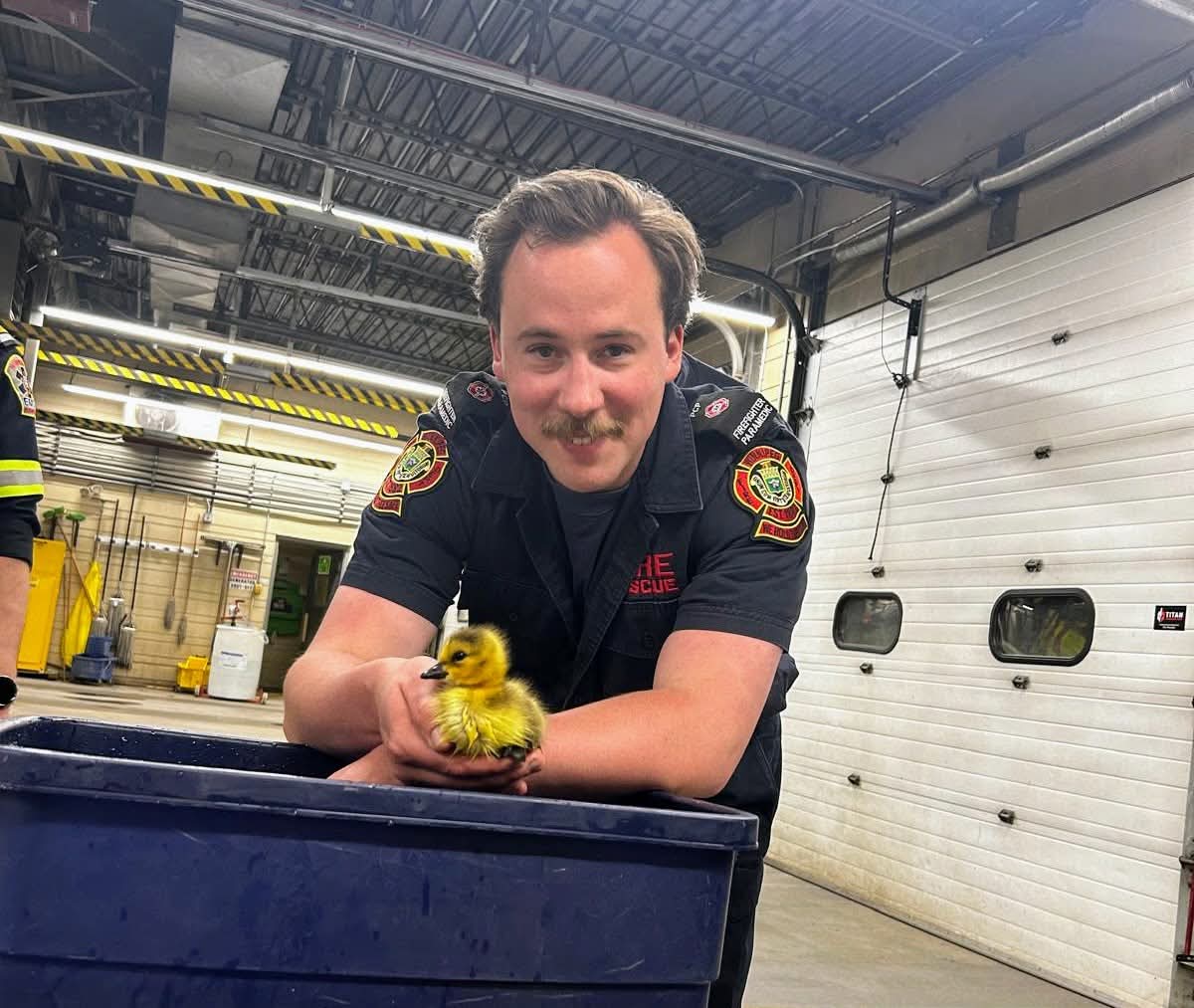 Tiny visitor: Baby gosling spends night at Winnipeg fire hall