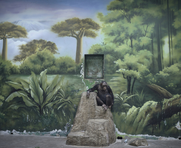 A chimpanzee sits on a concrete pyramid in a zoo enclosure, in front of a large painted mural depicting a lush tropical forest, with water trickling from an opening in the painted landscape above