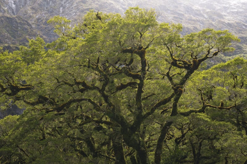 A large, moss-covered tree with sprawling branches stands in front of a mountain backdrop, with sunlight filtering through its green leaves.