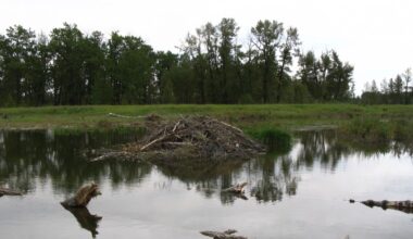 Calgary police race to save man hanging by a rope in Fish Creek