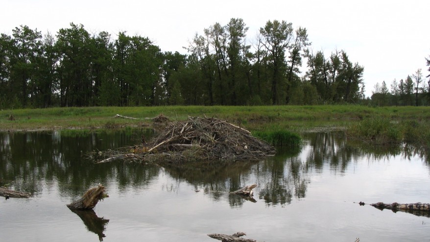 Calgary police race to save man hanging by a rope in Fish Creek
