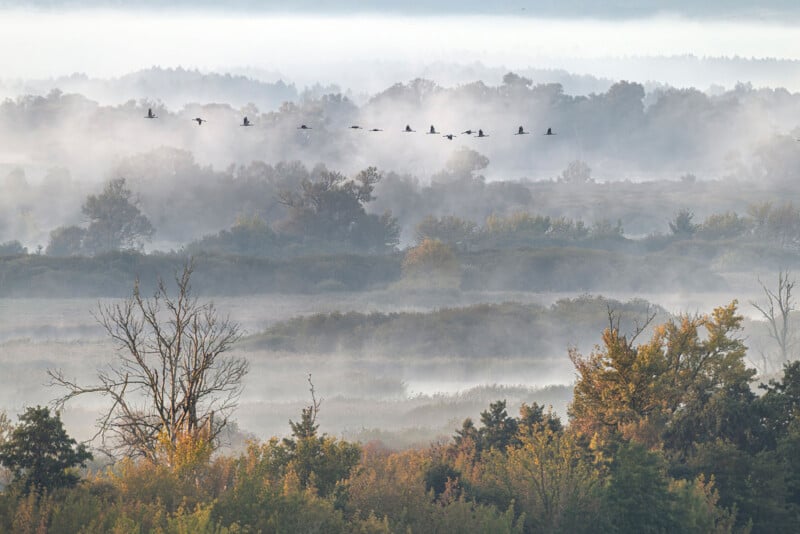 A flock of birds flies over a misty forest landscape with layers of trees and fog in the early morning light.
