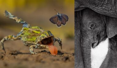 On the left, a frog with its tongue out chases a butterfly in a lively, close-up shot. On the right, a black-and-white image shows a baby elephant nestled under an adult's trunk and leg.