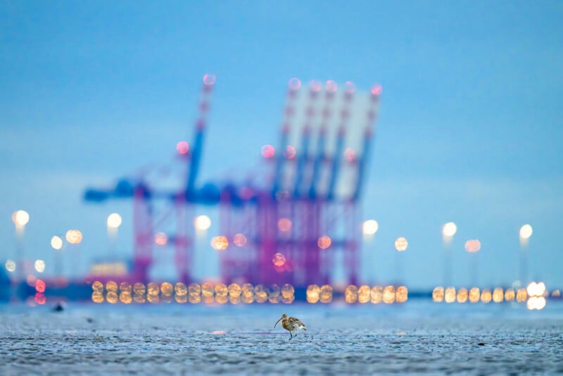 A shorebird stands on a wet, sandy surface in the foreground, with blurred, brightly lit cranes and industrial structures in the background against a blue sky.