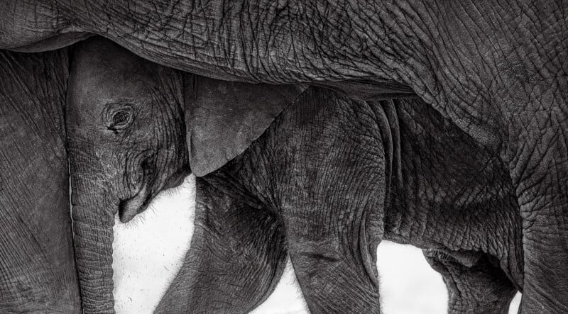 A close-up black-and-white photo of a baby elephant walking closely beside an adult elephant, partially sheltered under the adult's body, showing the wrinkled texture of their skin.