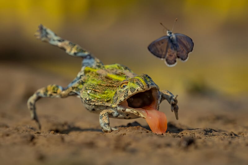 A lizard on sandy ground extends its tongue rapidly toward a flying butterfly, with its mouth wide open, aiming to catch the insect. The background is blurred yellow and green.