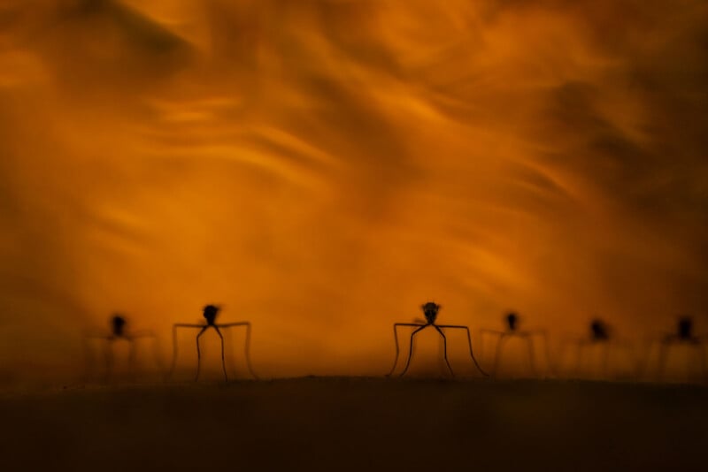 Silhouettes of several insects with long legs stand on a surface against an abstract, glowing orange-yellow background, creating a dramatic and artistic scene.