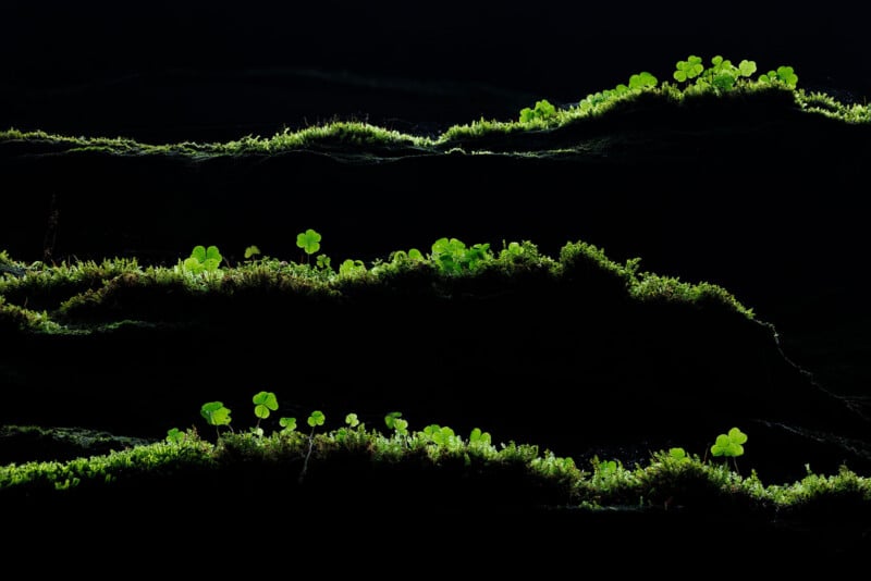 Layers of moss and small plants glow in bright green light against a dark background, creating a striking contrast and highlighting the textures and shapes of the foliage.