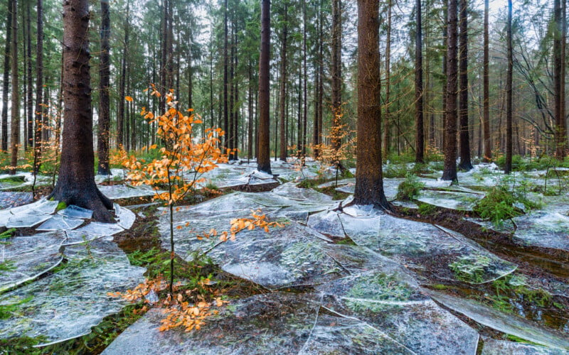 Tall pine trees in a forest with broken sheets of ice covering the ground. Young orange-leaved saplings stand among the trees, adding color to the wintry scene. Sunlight filters through the trees in the background.