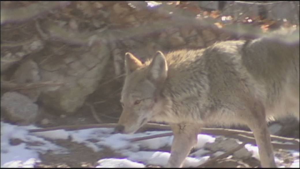 Click to play video: 'Coyote encounters on the rise in Toronto as spring mating season begins'
