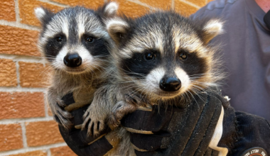 Inside southern Ontario’s most humane wildlife removal team