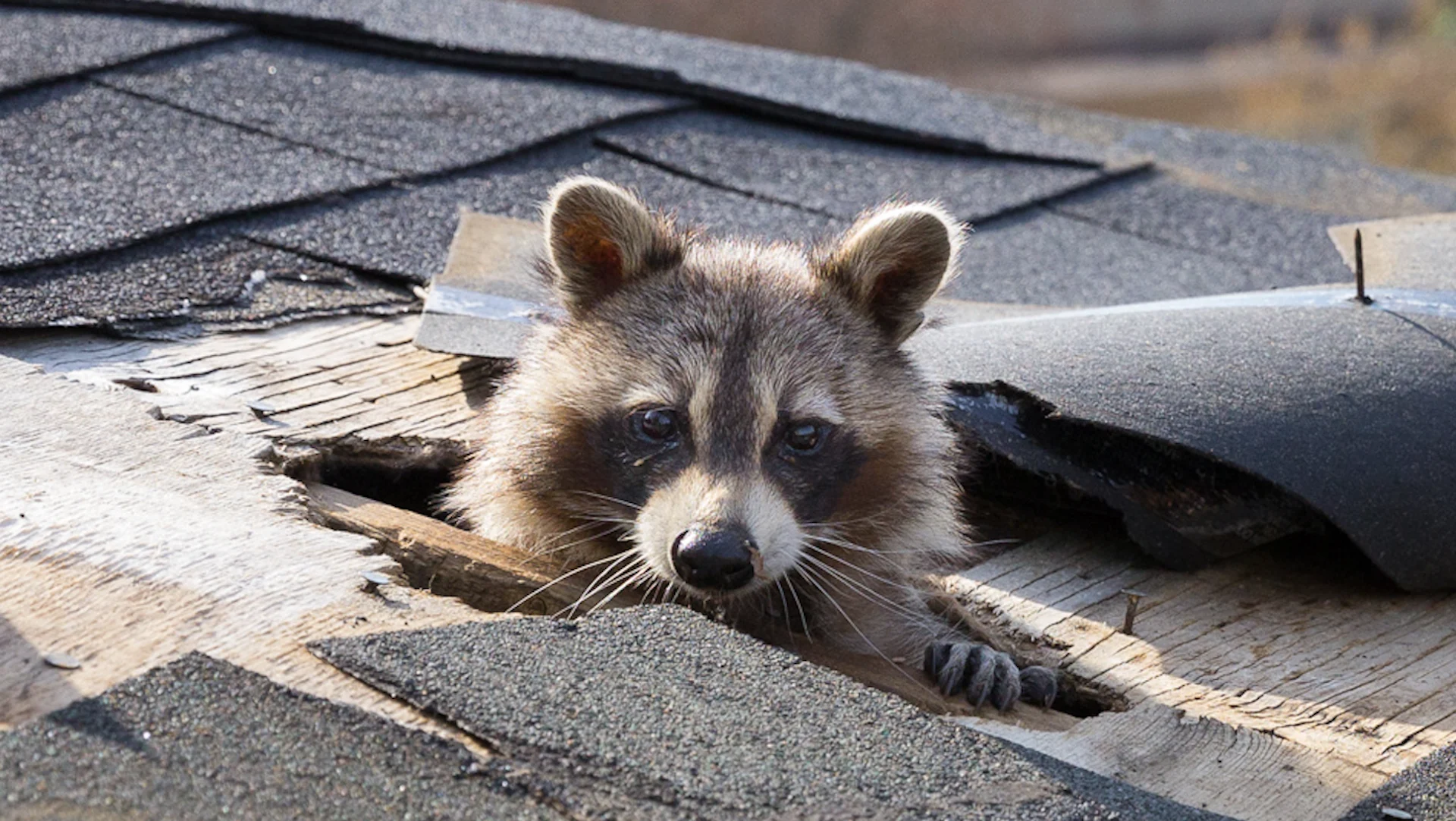 Gates Wildlife Control Raccoon Roof