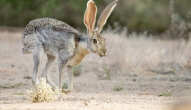 Jackrabbits Have an Intense Boxing Match in the Desert (Video)