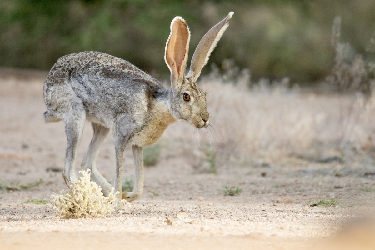 Jackrabbits Have an Intense Boxing Match in the Desert (Video)