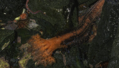 Image of a rocky ocean floor with a living orange tube tipped with an elaborate front.