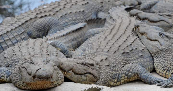Human remains found in dead South African crocodile after ‘dangerous’ operation - National