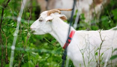goats star at invasive species fair in mississauga.