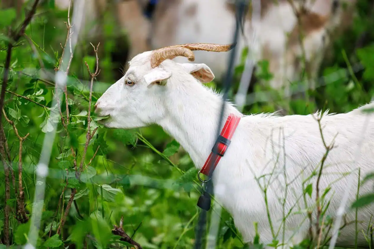 goats star at invasive species fair in mississauga.