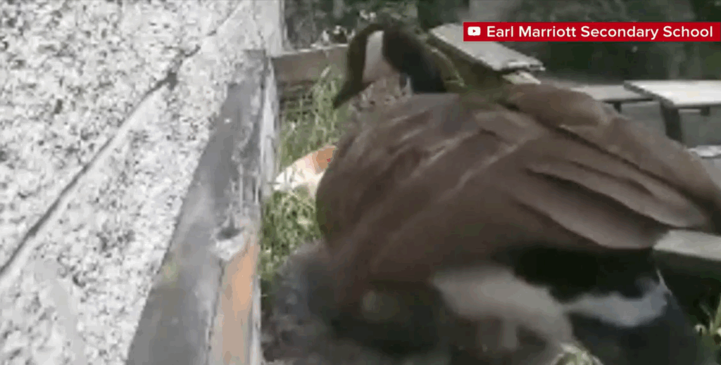 A nesting goose has become a fan favourite at a high school in South Surrey.