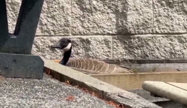 Mother goose cam livestream set up at a South Surrey school