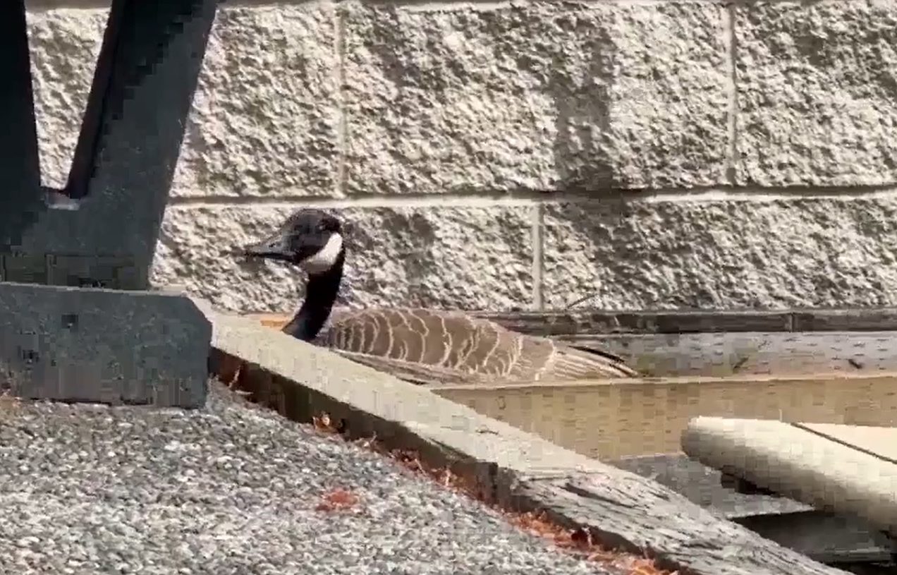 Mother goose cam livestream set up at a South Surrey school