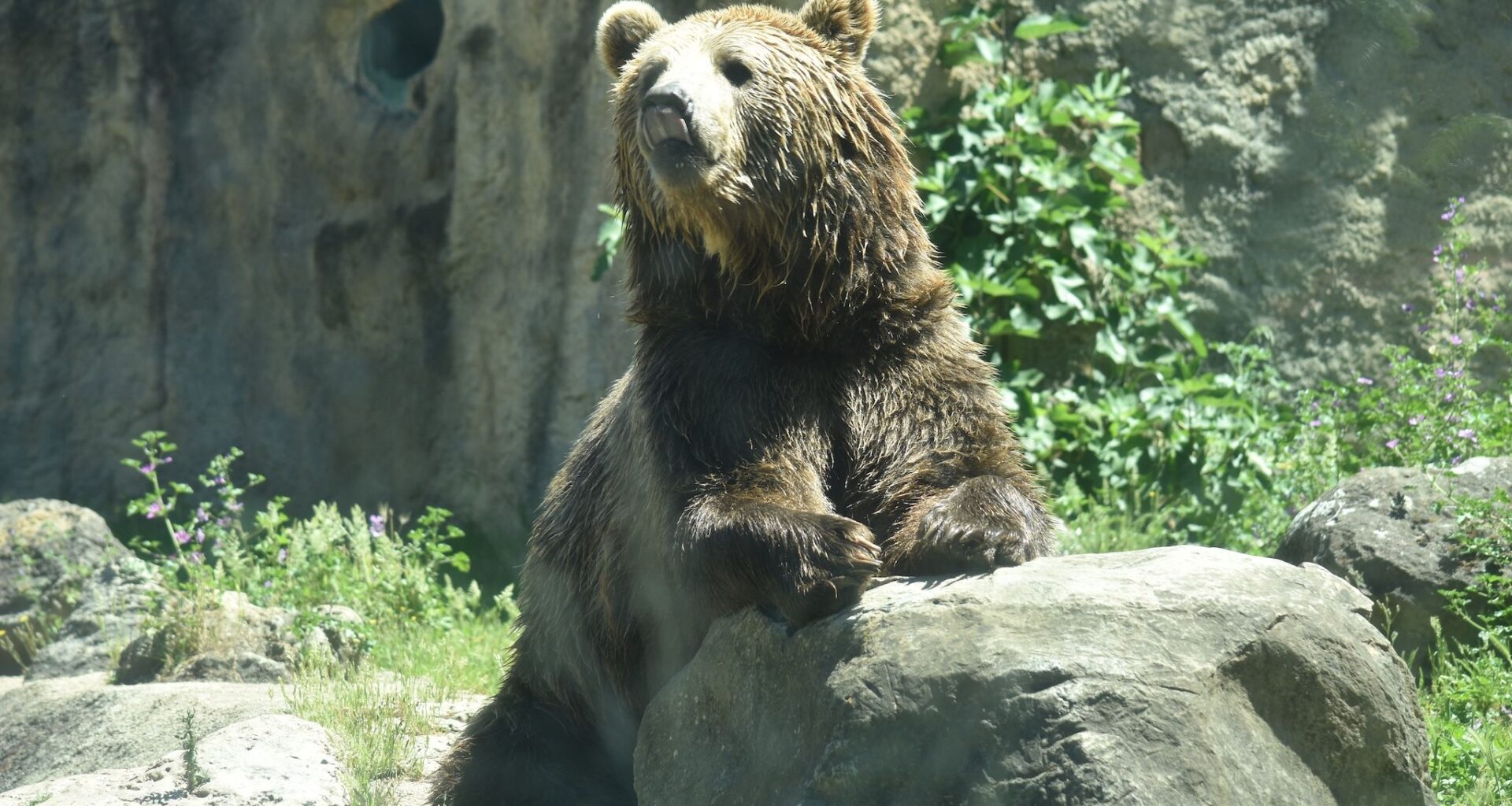Orphaned grizzly cubs settle into home at the Calgary Zoo