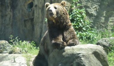 Orphaned grizzly cubs settle into home at the Calgary Zoo
