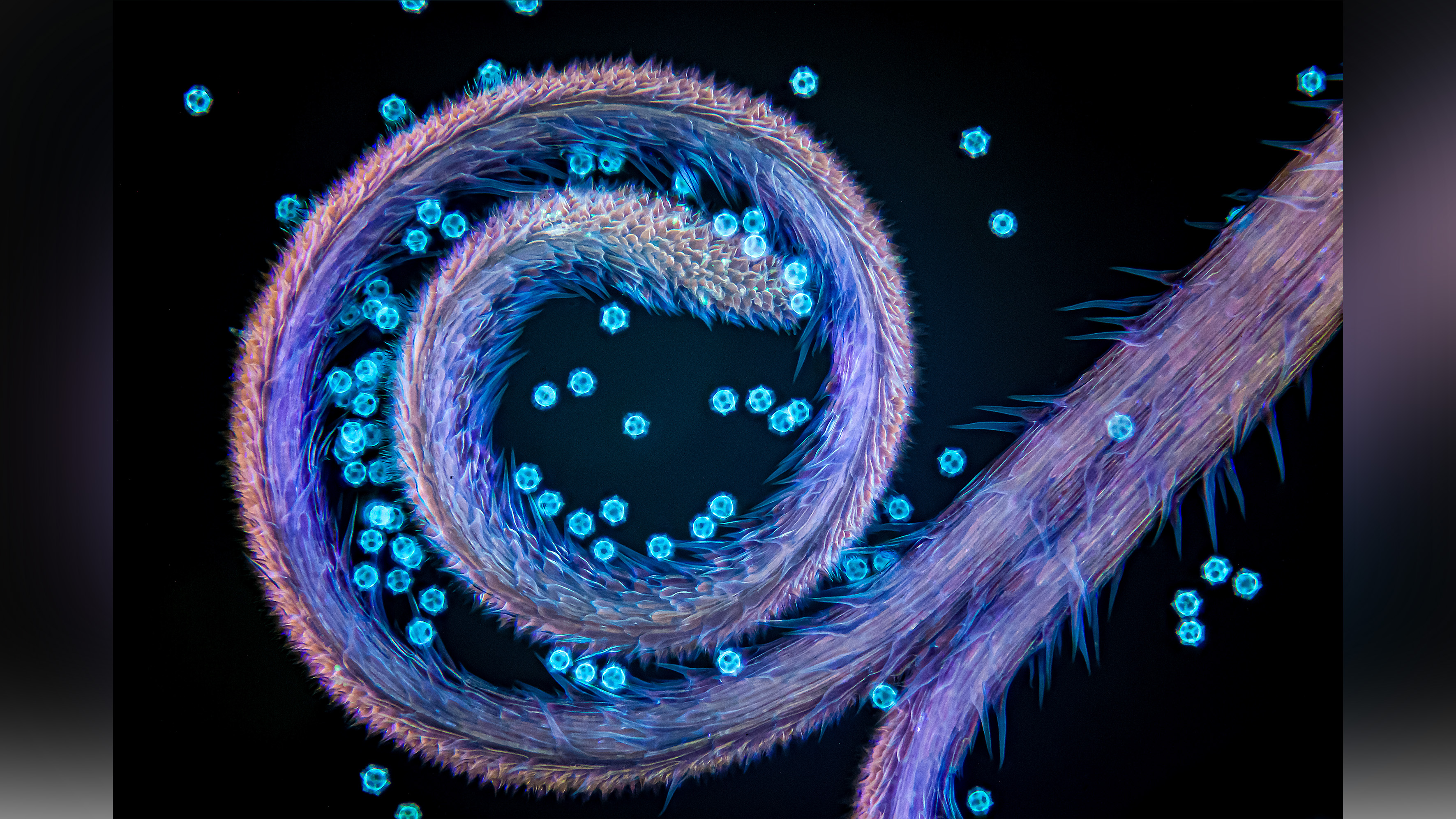 Microscopic image of pollen. 