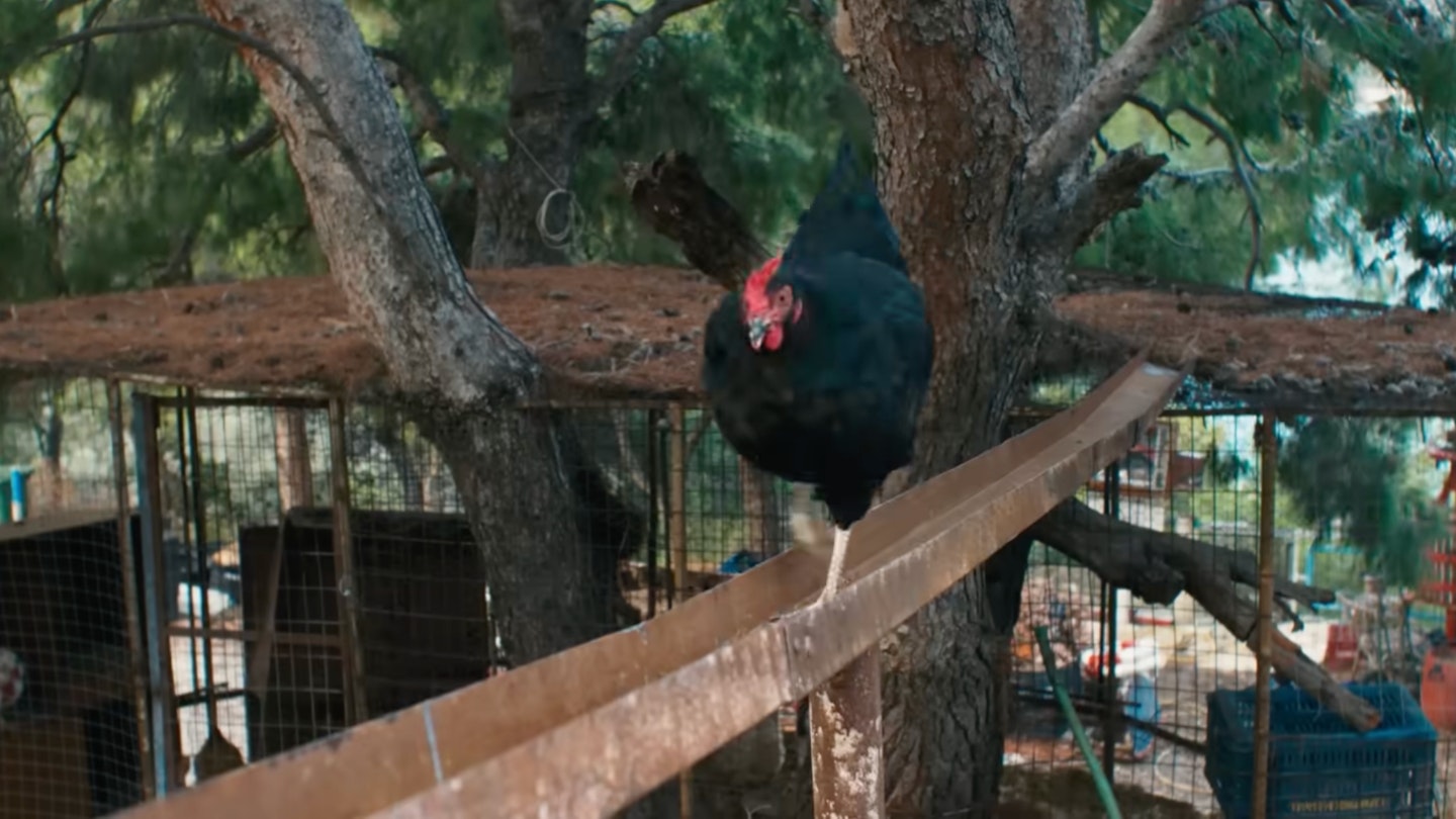 Hen Review