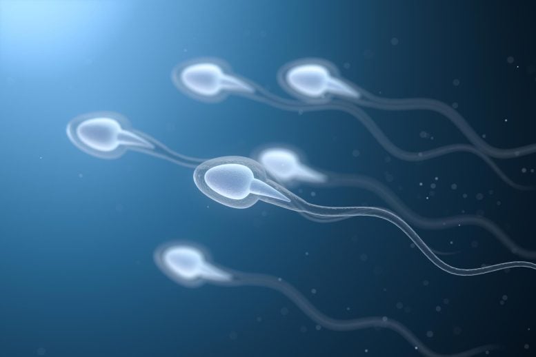 Human Sperm Cells 3D Rendering