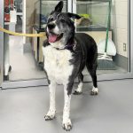Front-view shot of a Siberian Husky & Border Collie mixed dog.