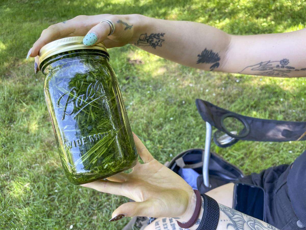 One of Sara Butters' students holds a jar of cleavers that were gathered on May 3, 2026 and processed to make a tincture with water and alcohol.