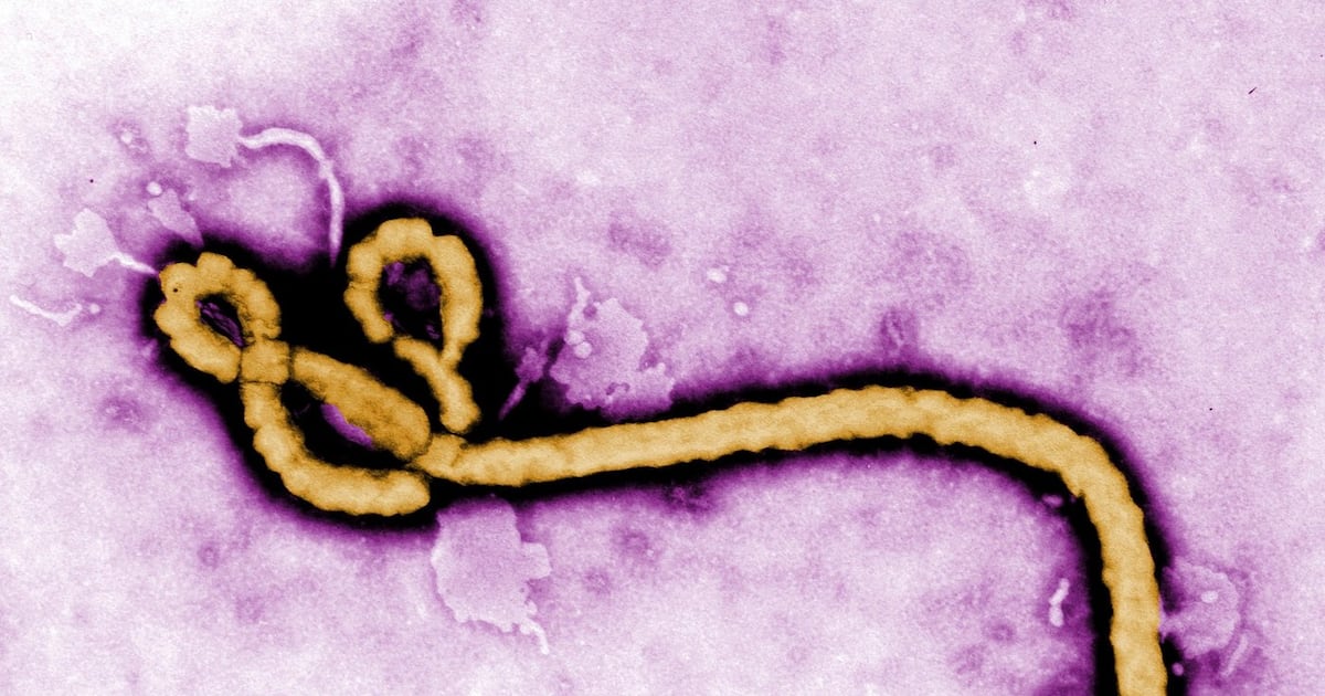Ebola outbreak: Brazil investigates two possible cases