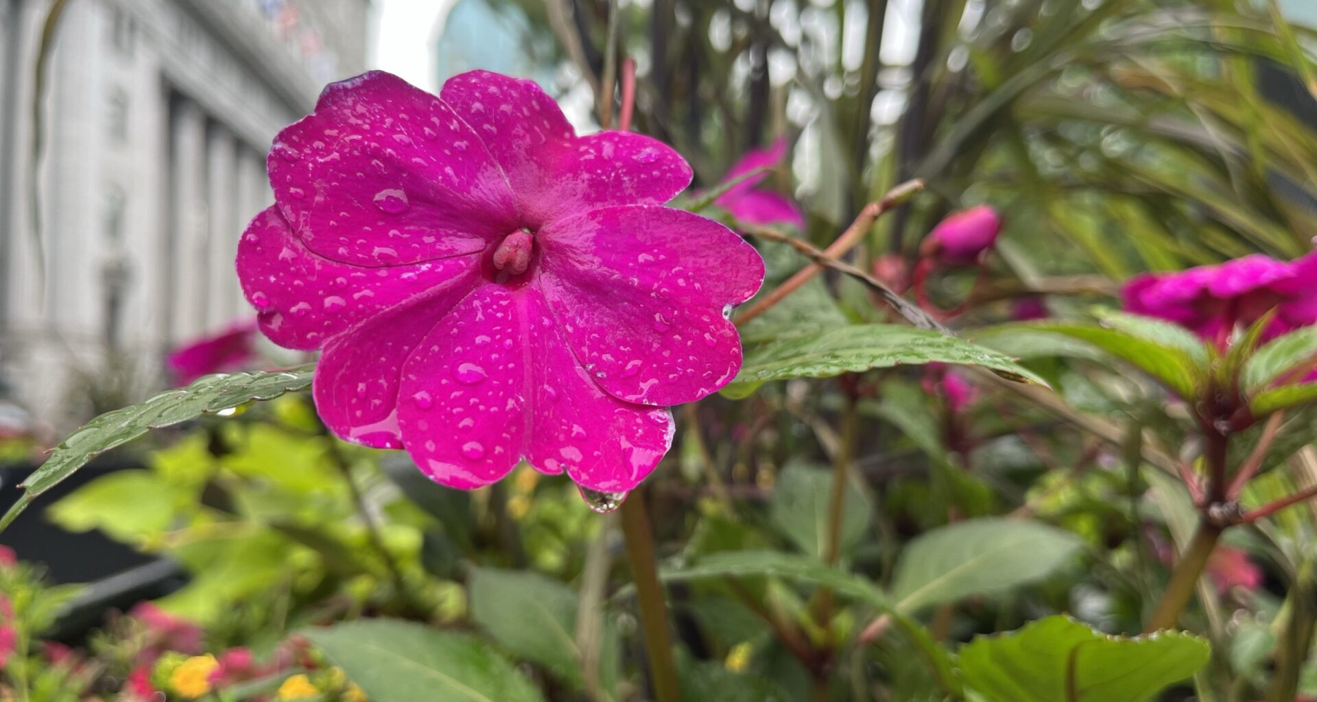 Warm, sunny stretch expected in Montreal after rainy start