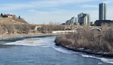 Pig cadavers to be placed in Bow River as part of study