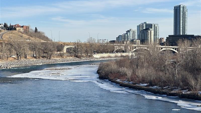 Pig cadavers to be placed in Bow River as part of study
