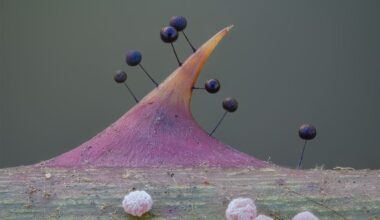 Close up of a slime mould - a purple thorn-like structure with small pin-like protrusions